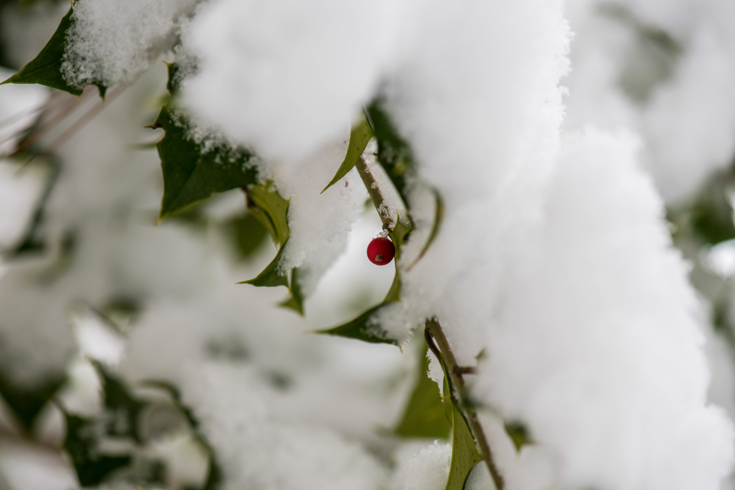 Holly berries in snow