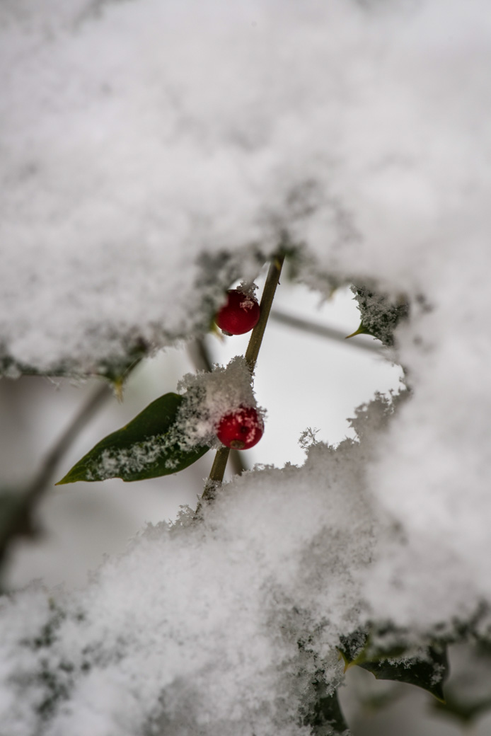 Holly berries in snow