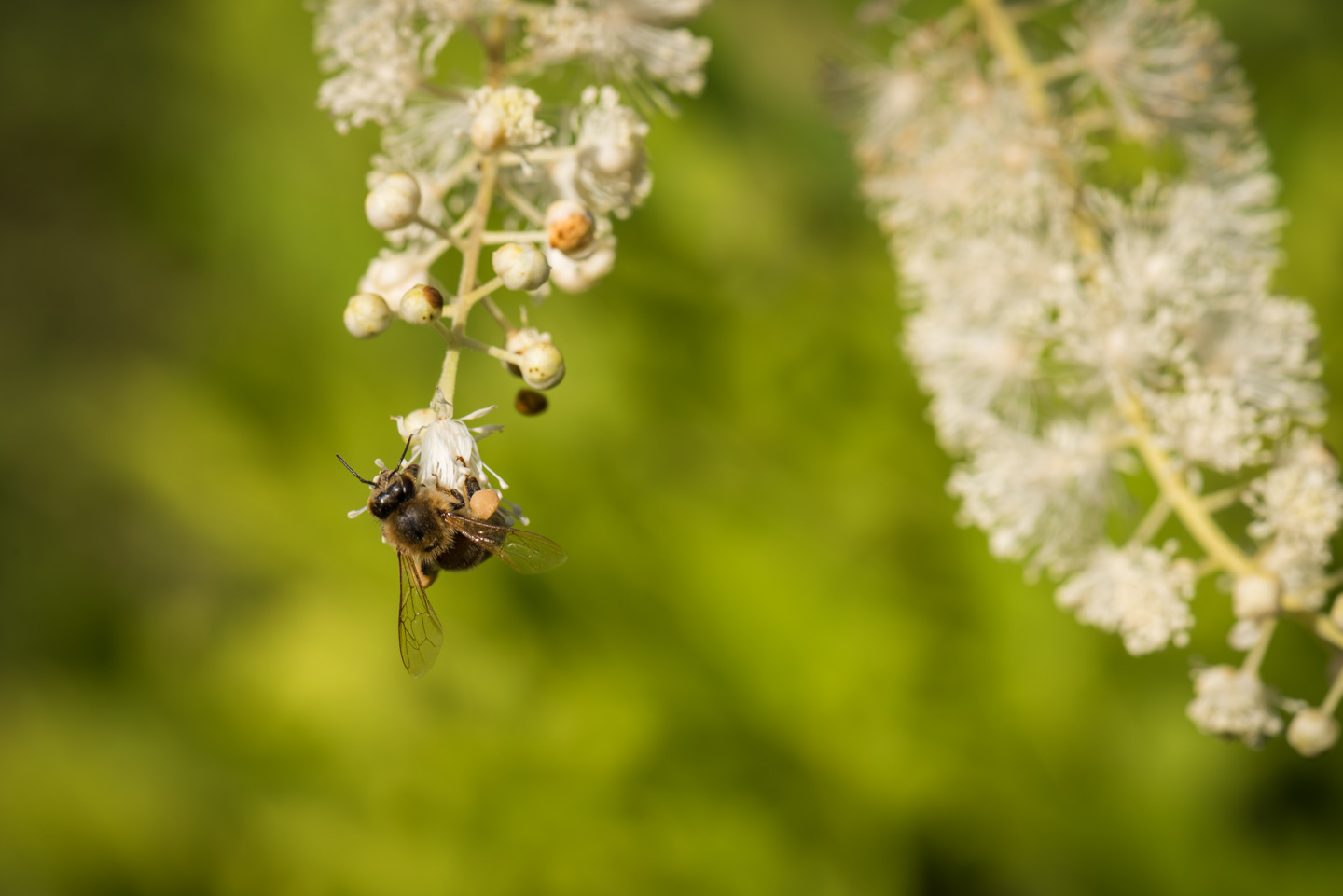 Bee with large pollen ball