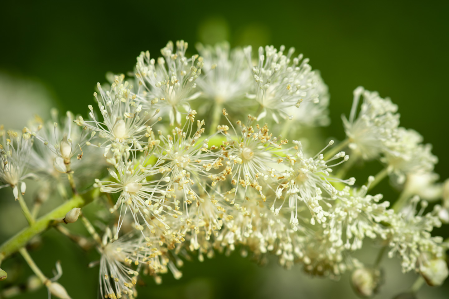 Baneberry flower