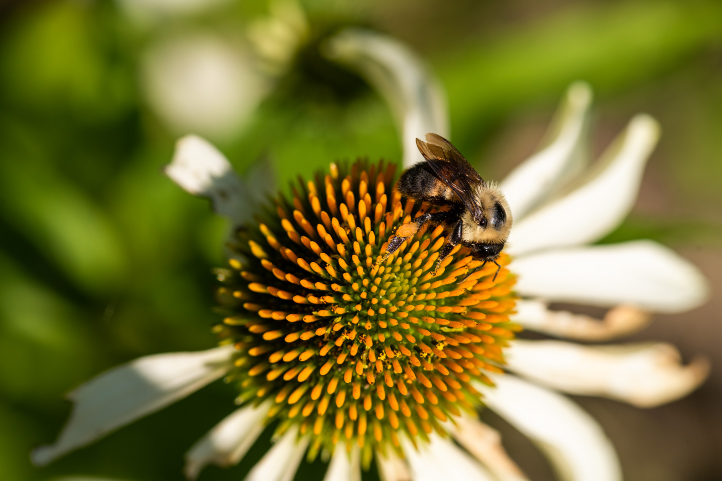 Bumblebee on a coneflower