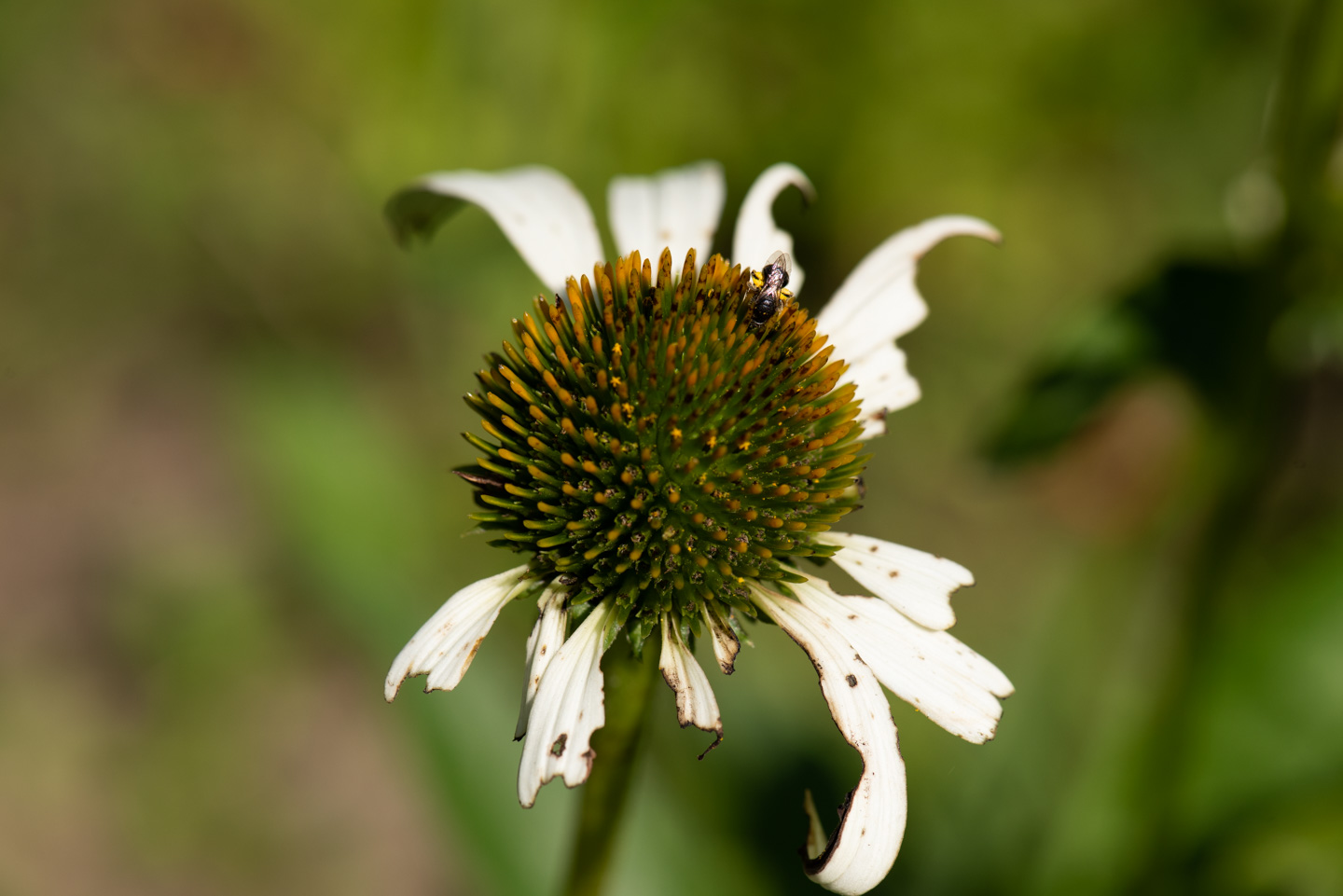 small bee on a coneflower
