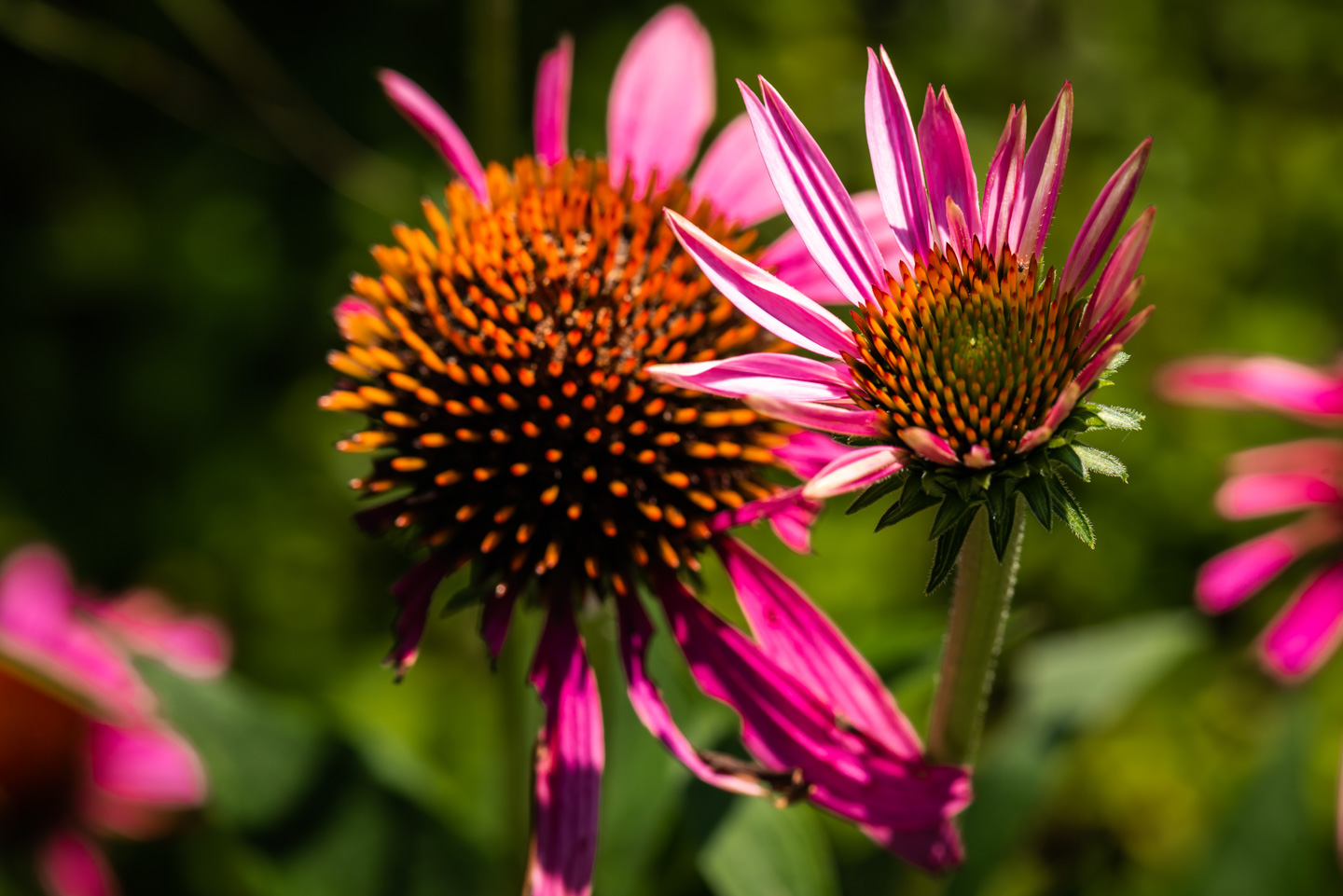 coneflowers