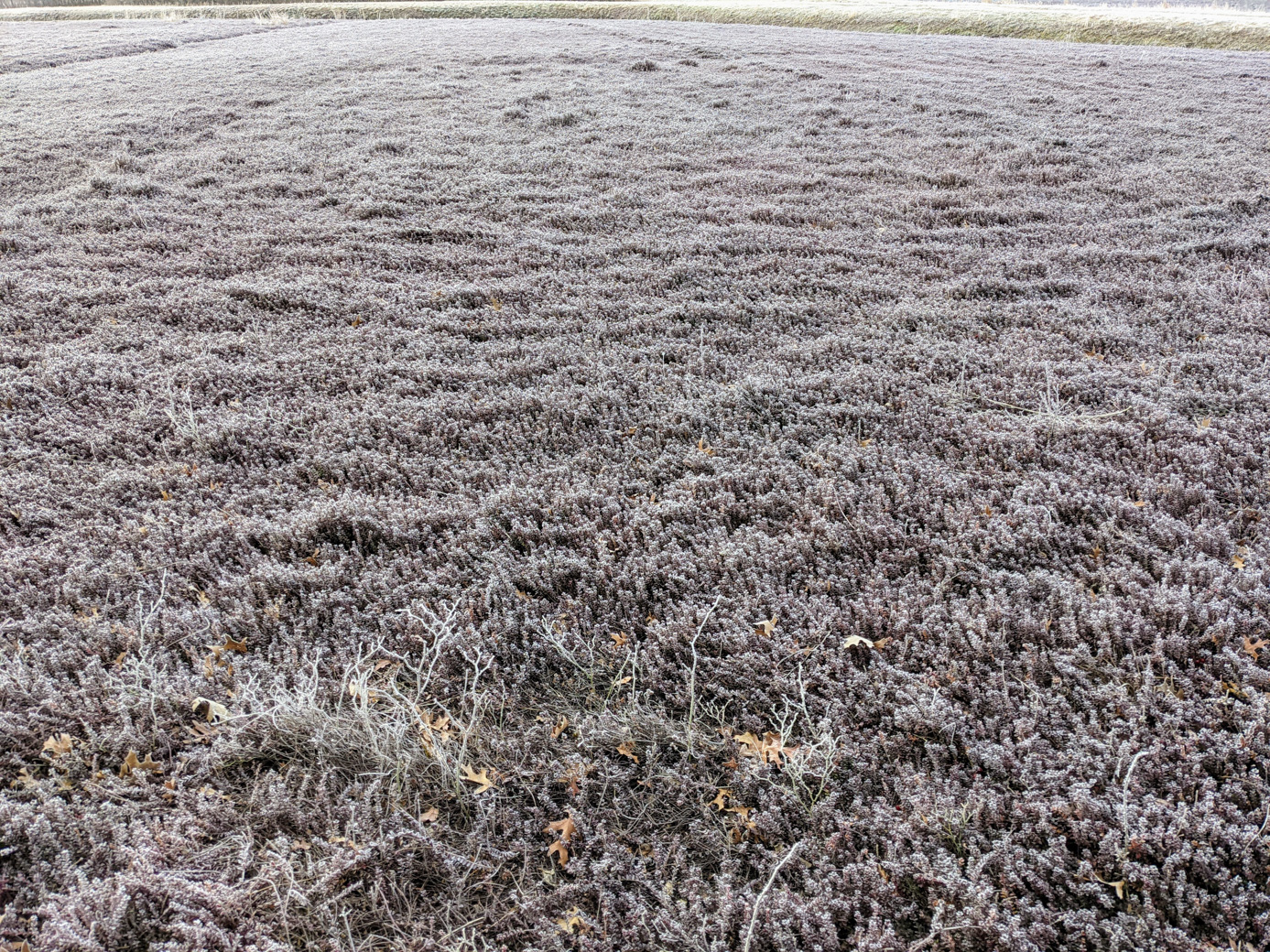 A view of a cranberry bog section with frost on the plants