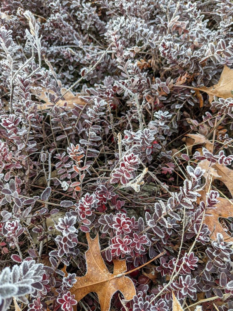 A close-up view of cranberry plants with frost. The red tone of the plants shows through.