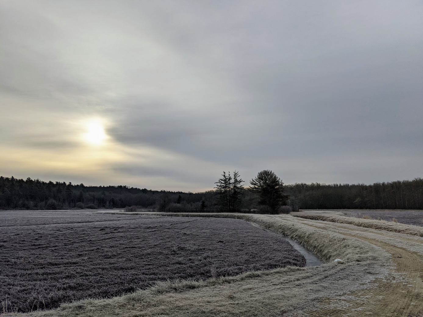 Cranberry bog with frost