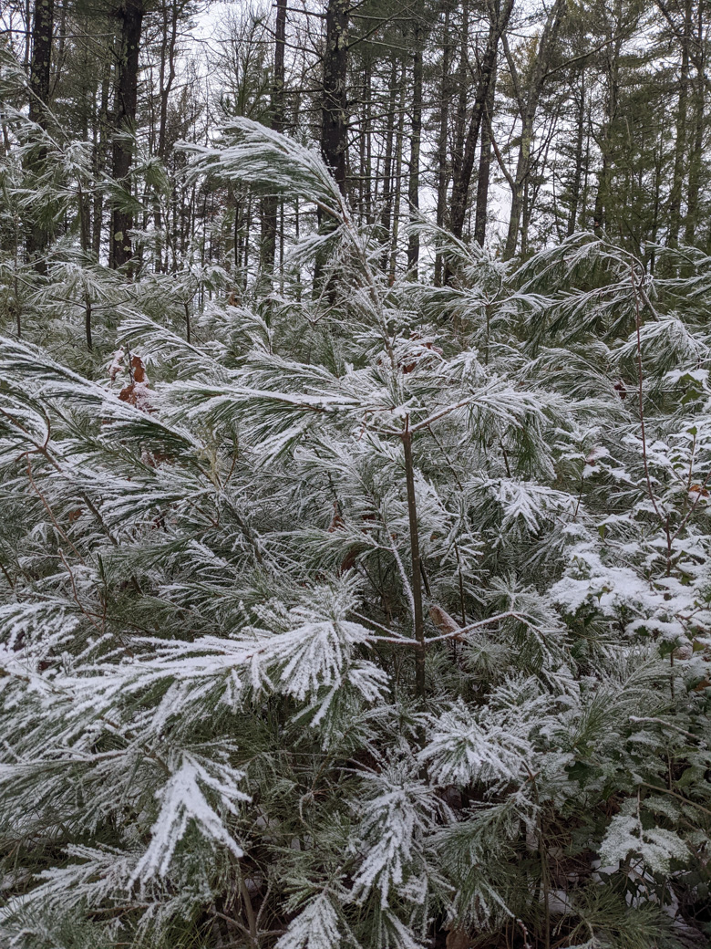 Evergreens with snow on them.