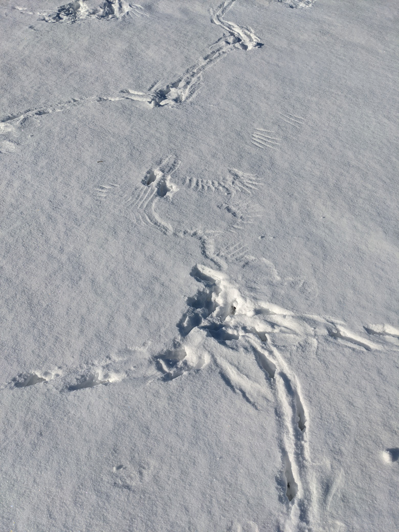 Snow with odd markings on it.