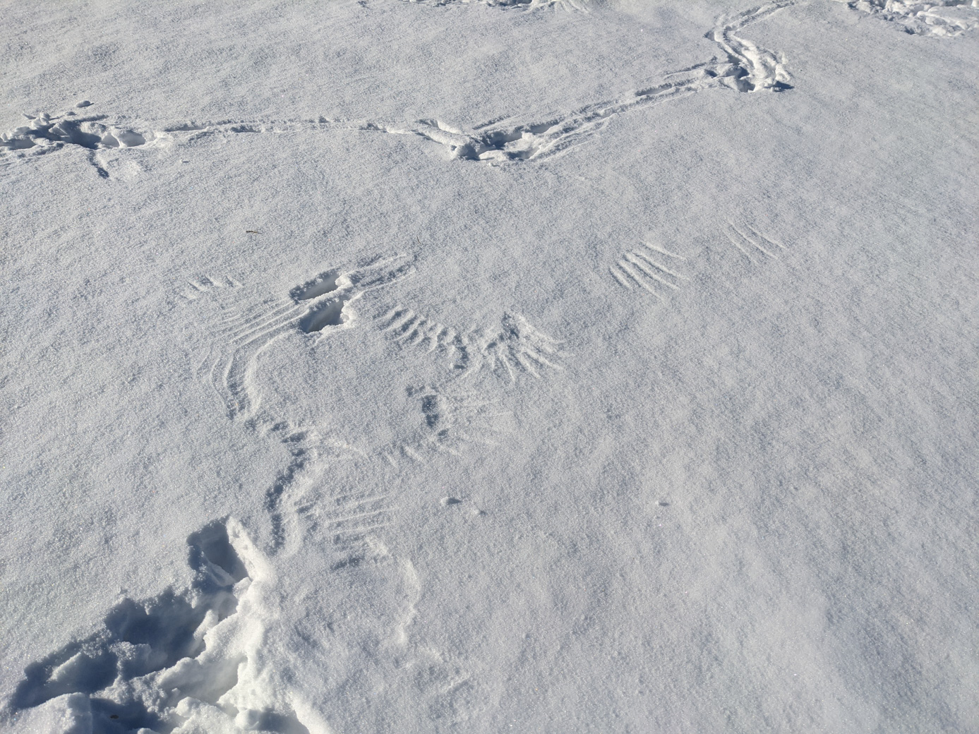 Marks from a bird taking off in snow.