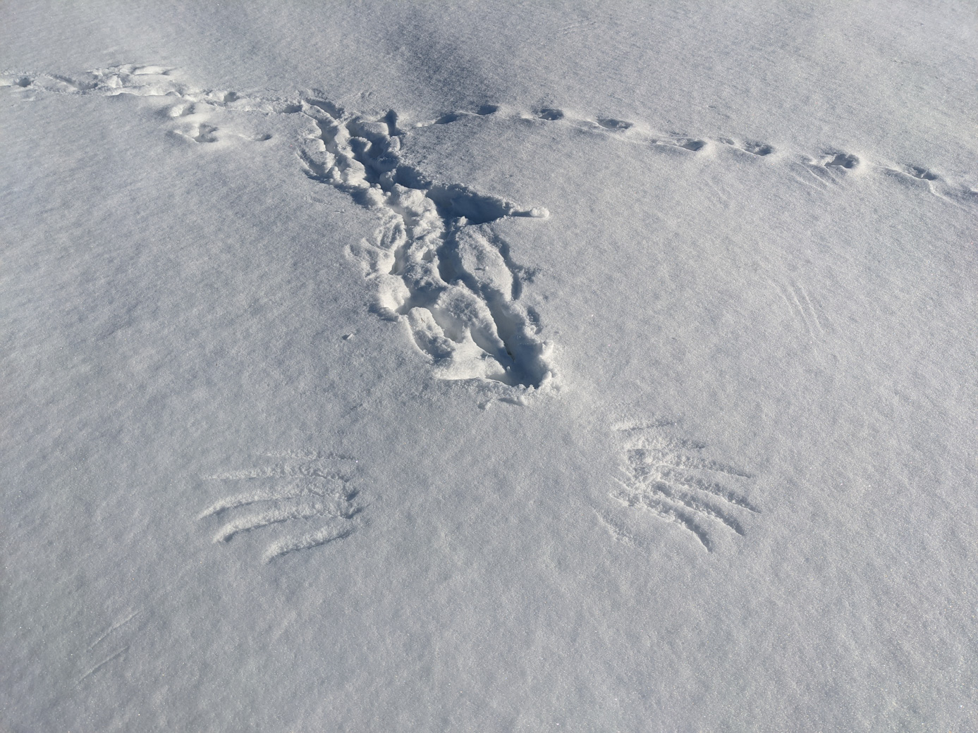 Marks from a bird taking off in snow.