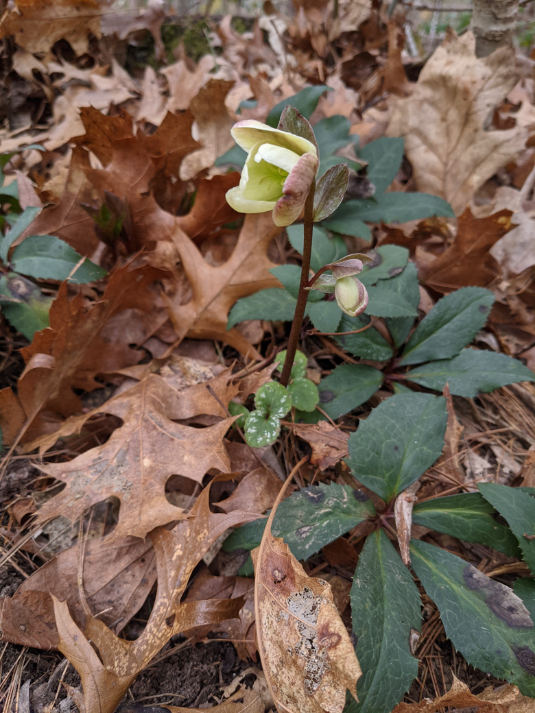 Hellebore flower