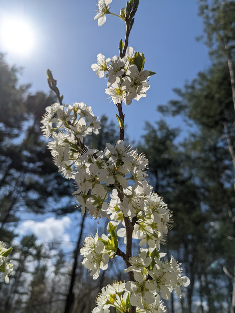 Plum tree blossoms