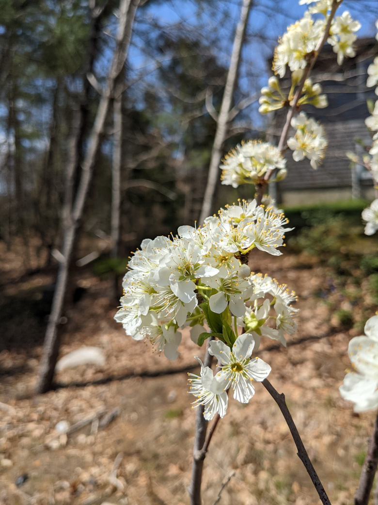 Plum tree blossoms