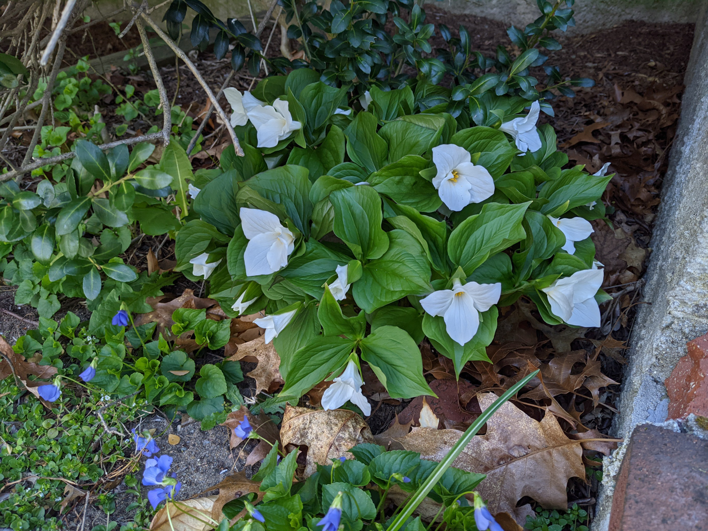 White Trillium