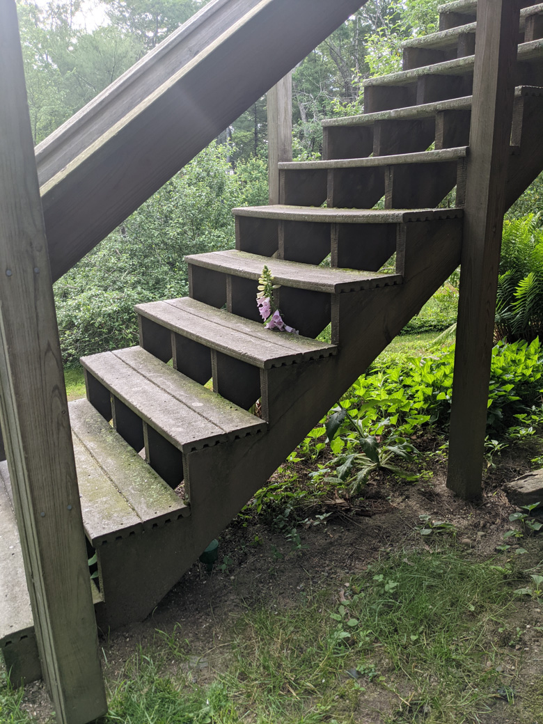 Floxglove growing between steps