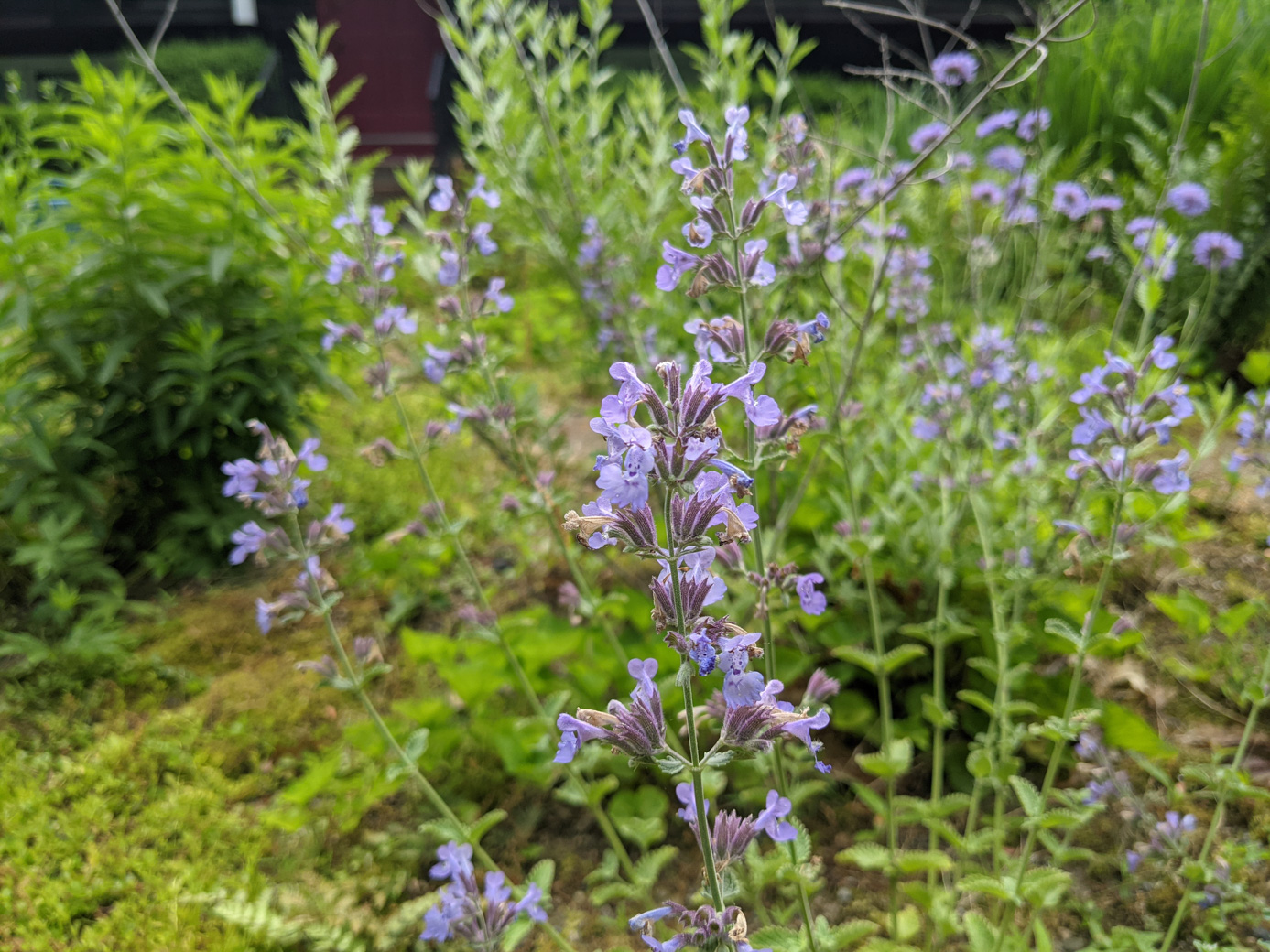 Close-up of Russian Sage plants