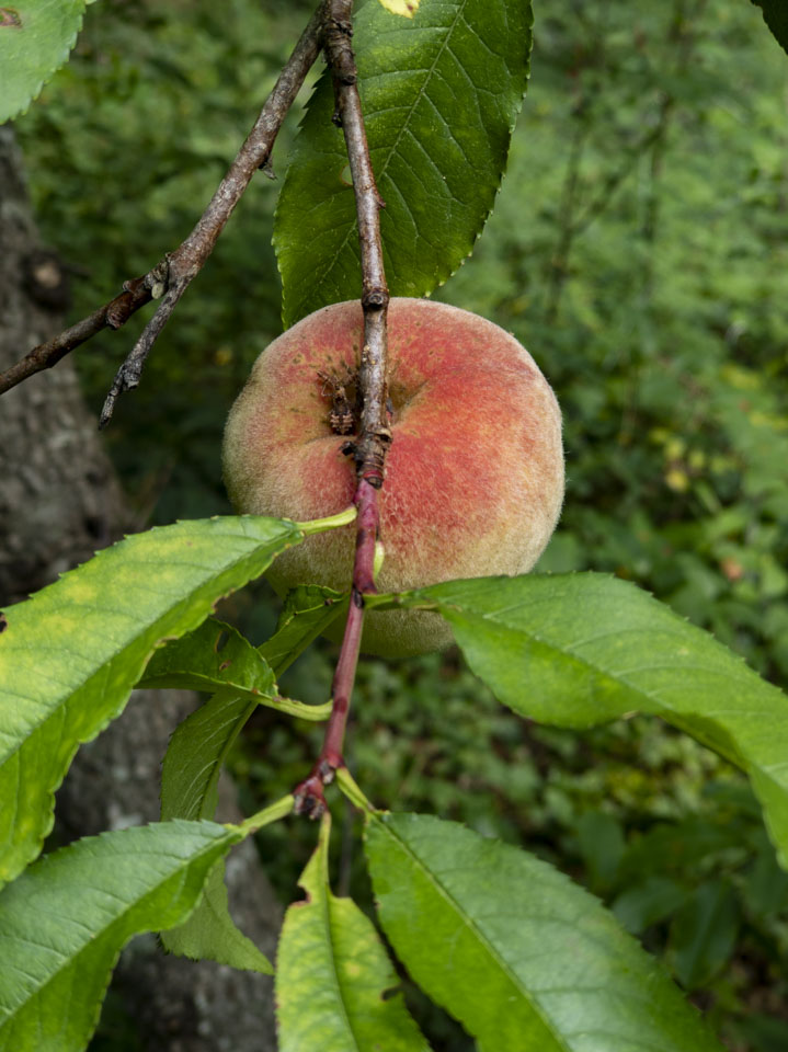 A peach on the tree
