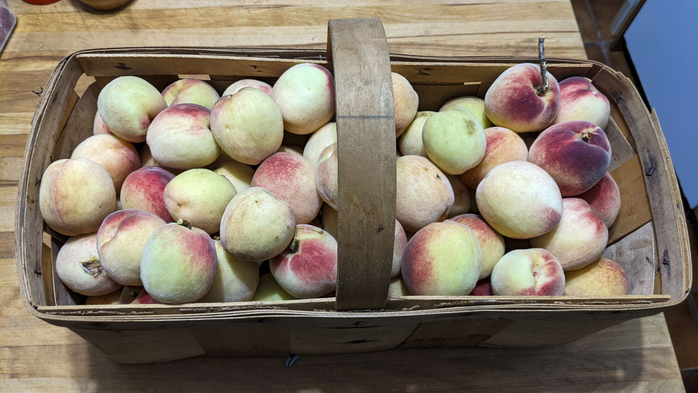 Basket of peaches