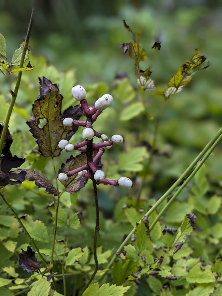 Baneberry flower