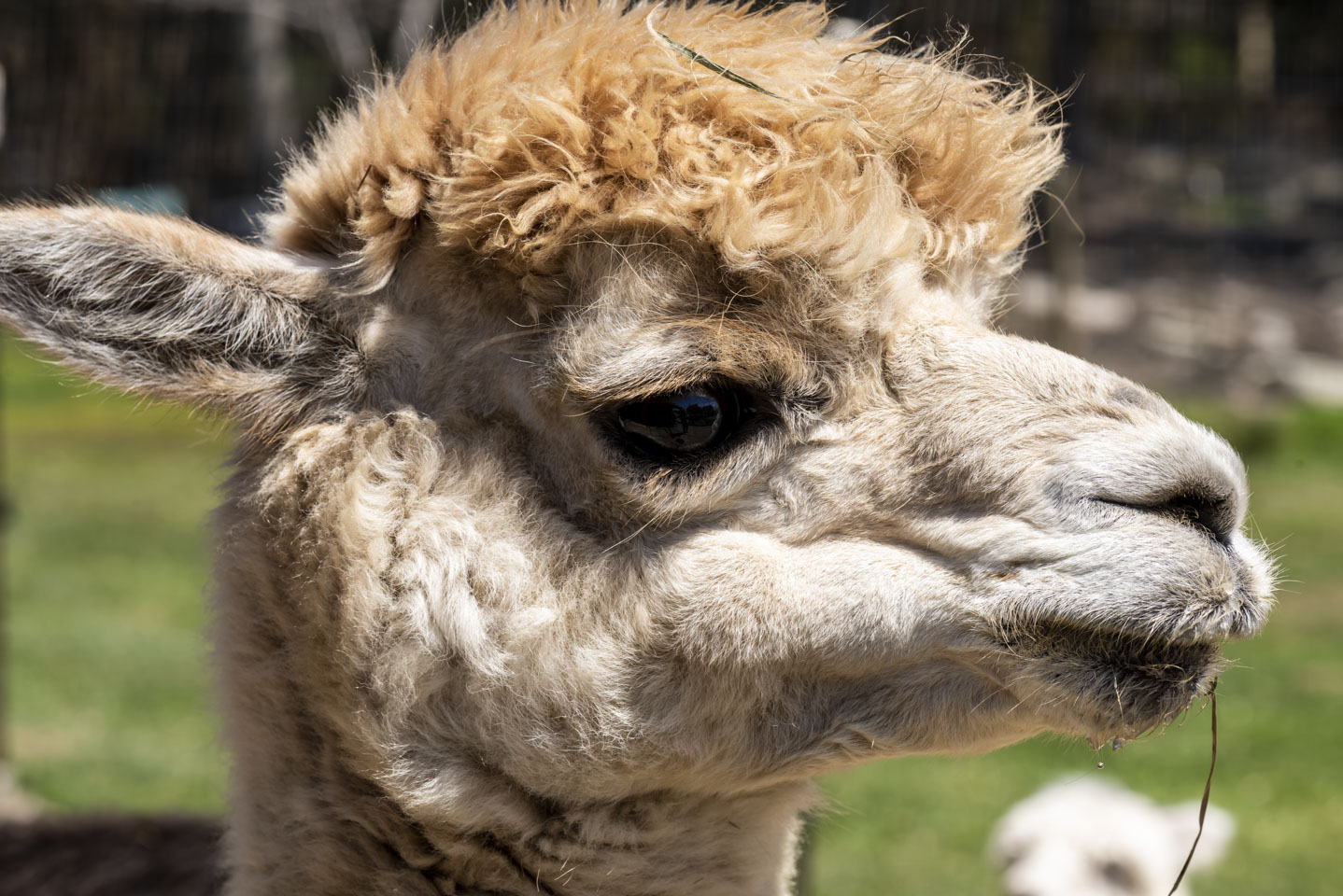 the face of an Alpaca