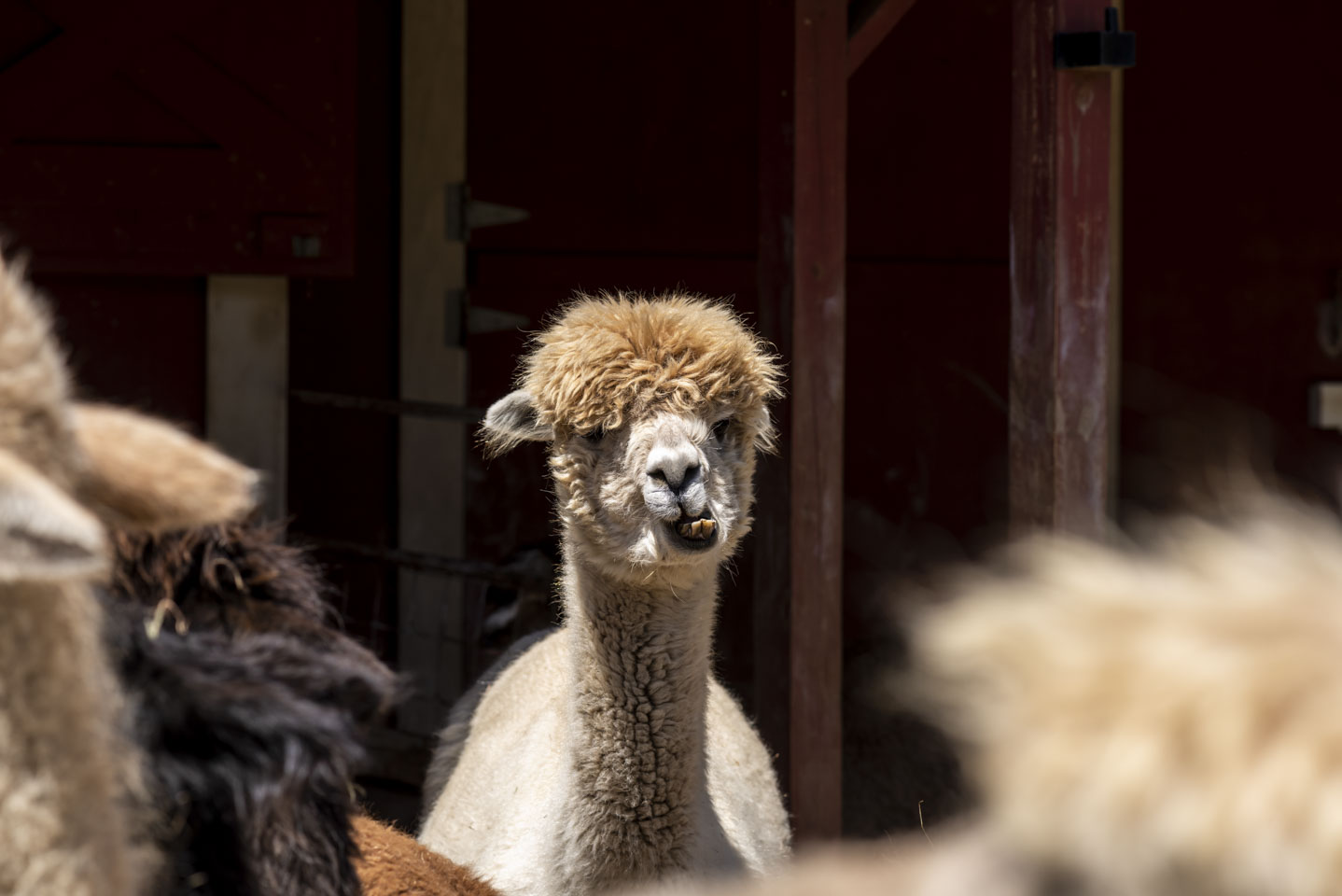 A cream colored Huacaya alpaca