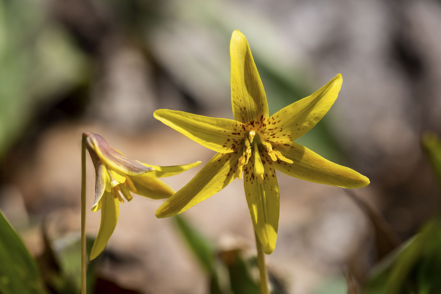 Spring ephemeral flower