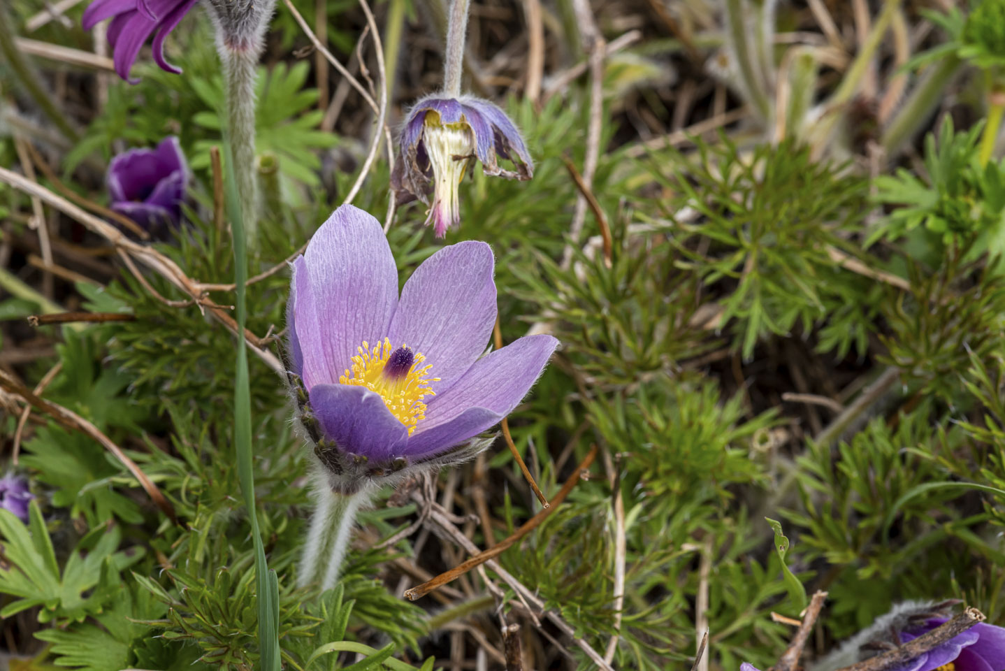 rock garden flower