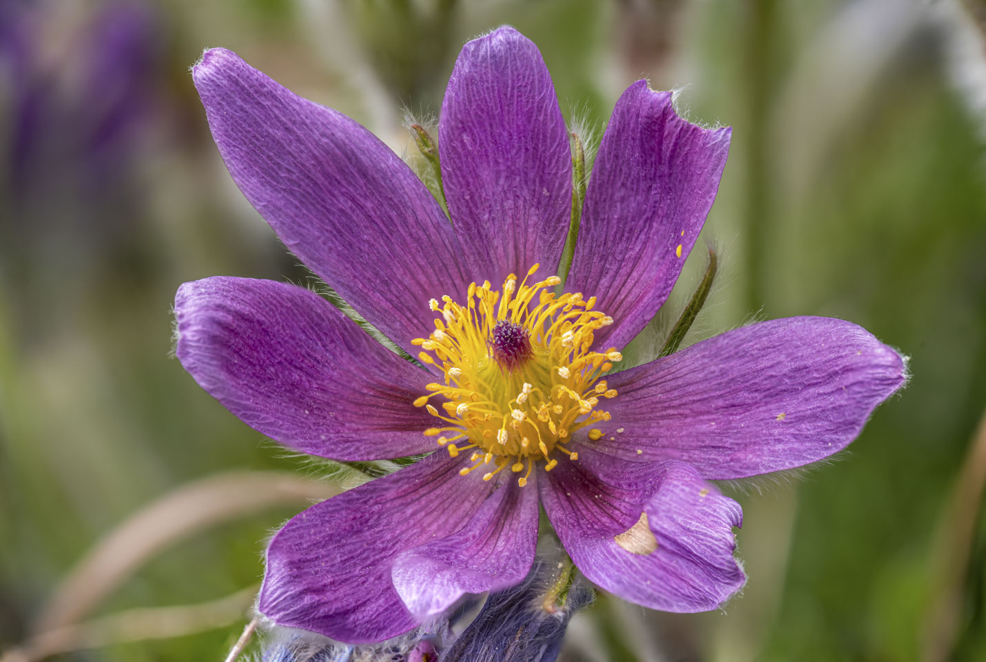 rock garden flower