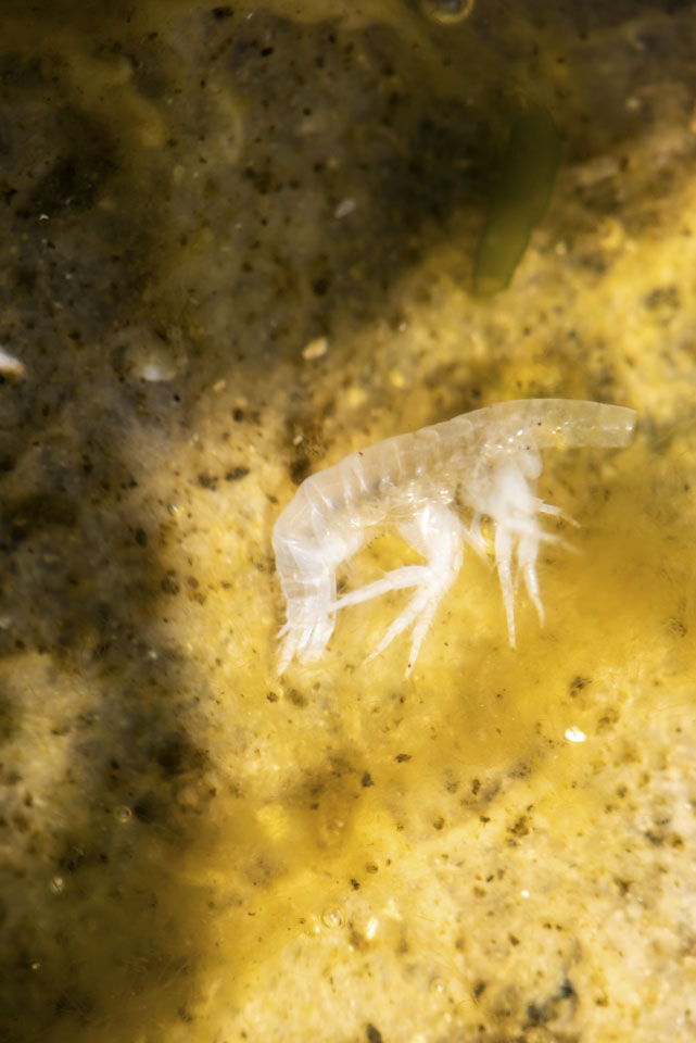 perhaps a shrimp carapace