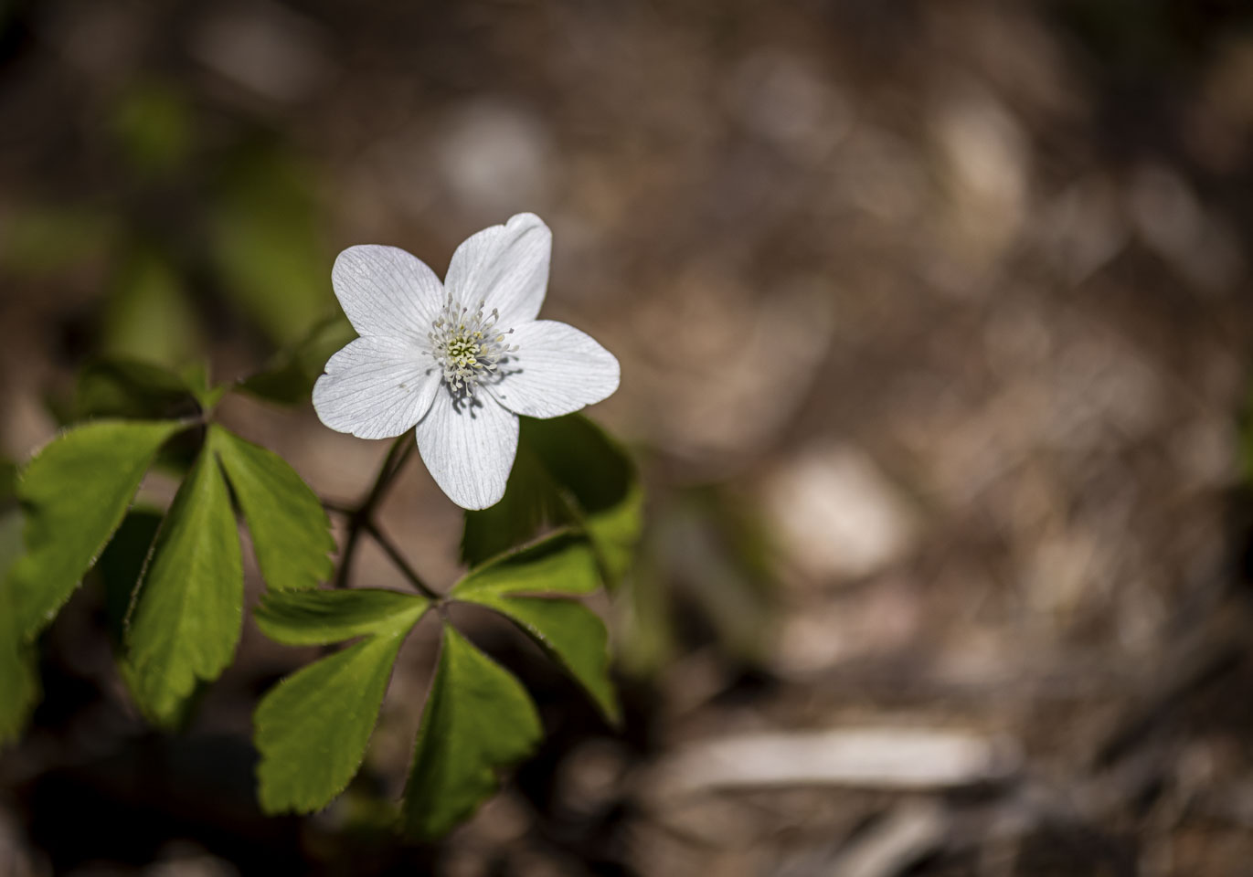 Spring ephemeral flower