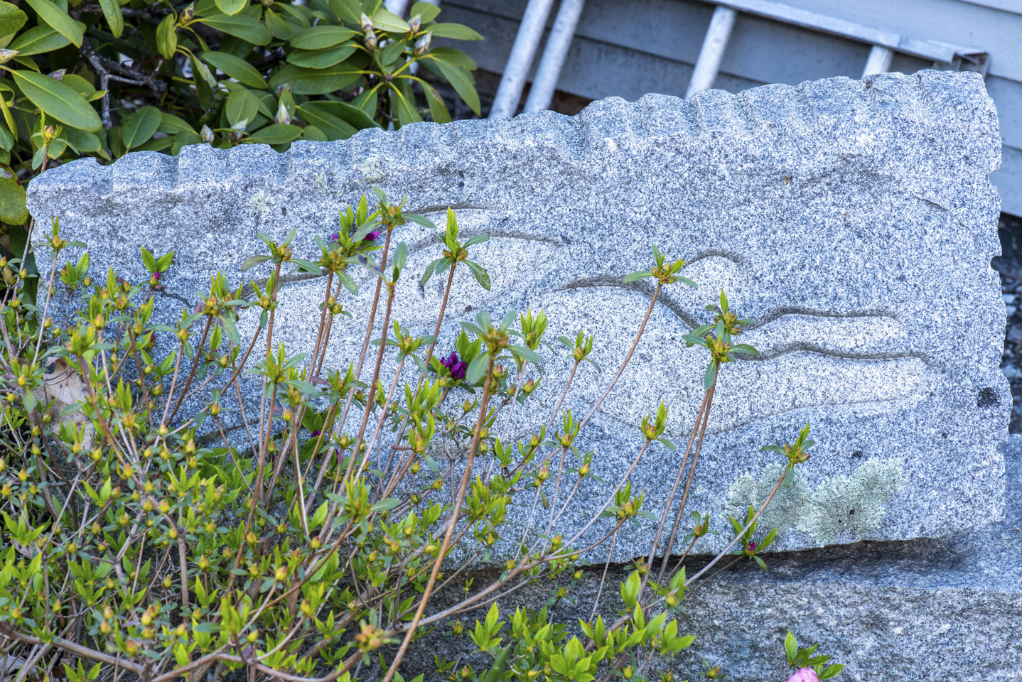 relief of a running rabbit