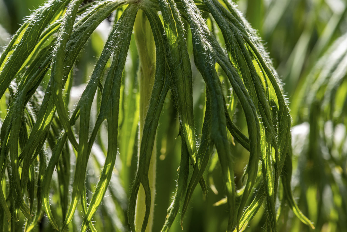 interesting leaves of a flower, draping down like a screen