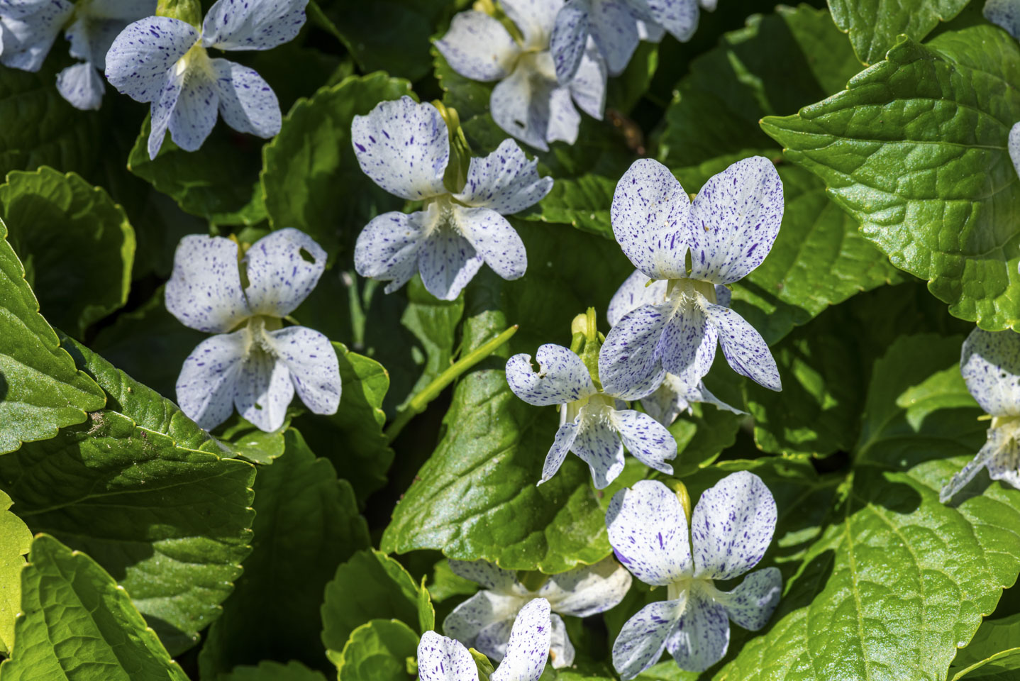 small white flowers with purple specs against their green leaves