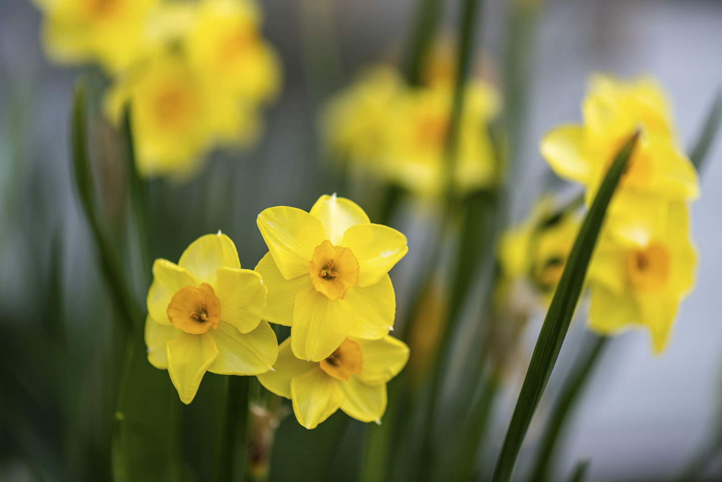 daffodils