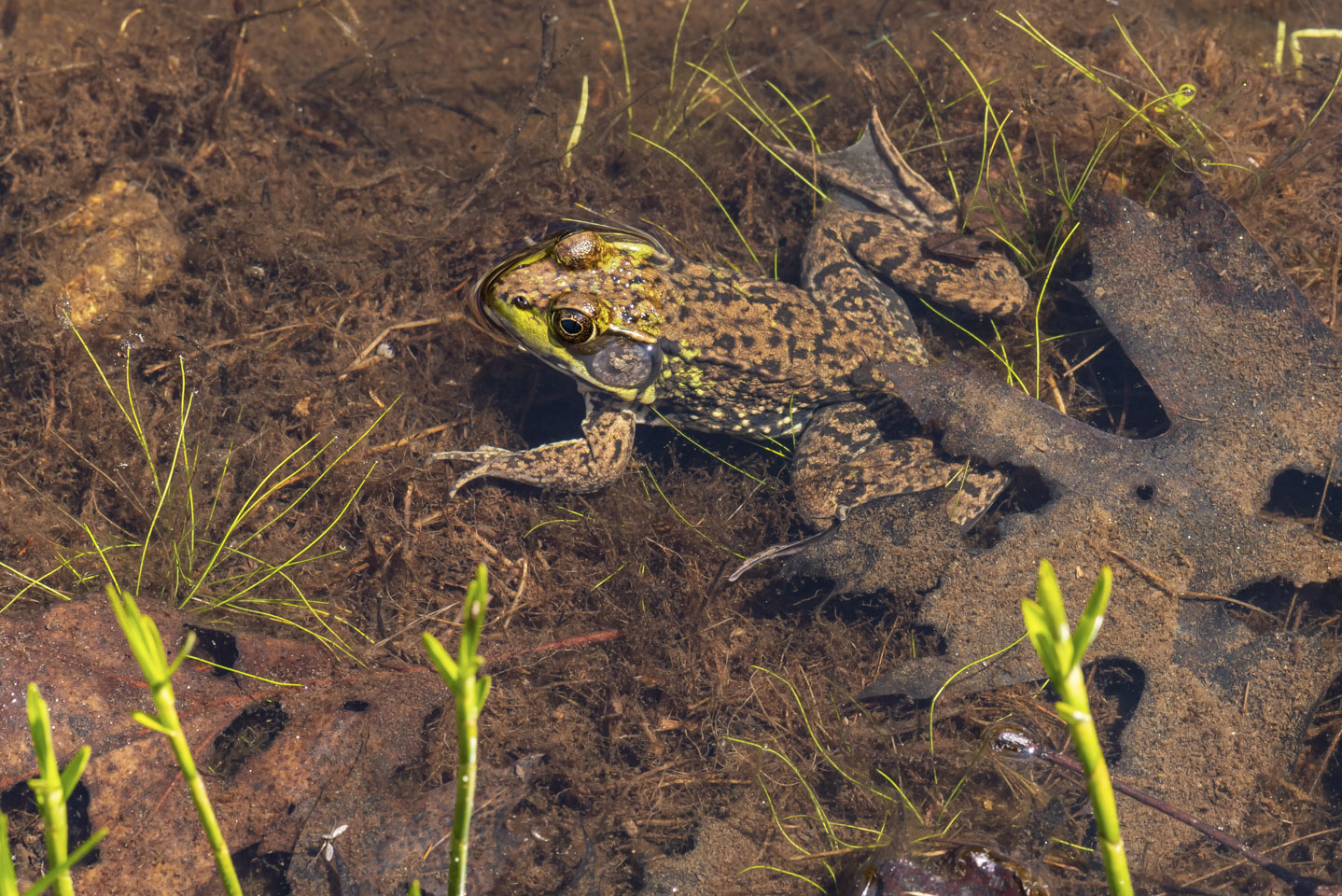 Adult frog