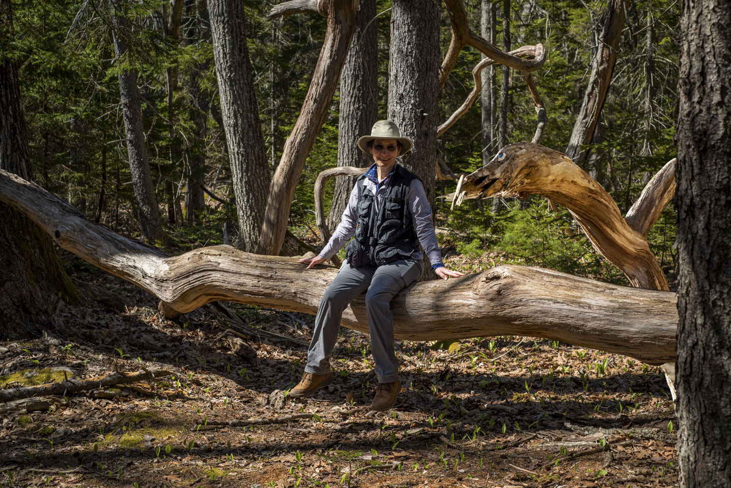 weathered wood that looks like it has a head and is approaching Anne