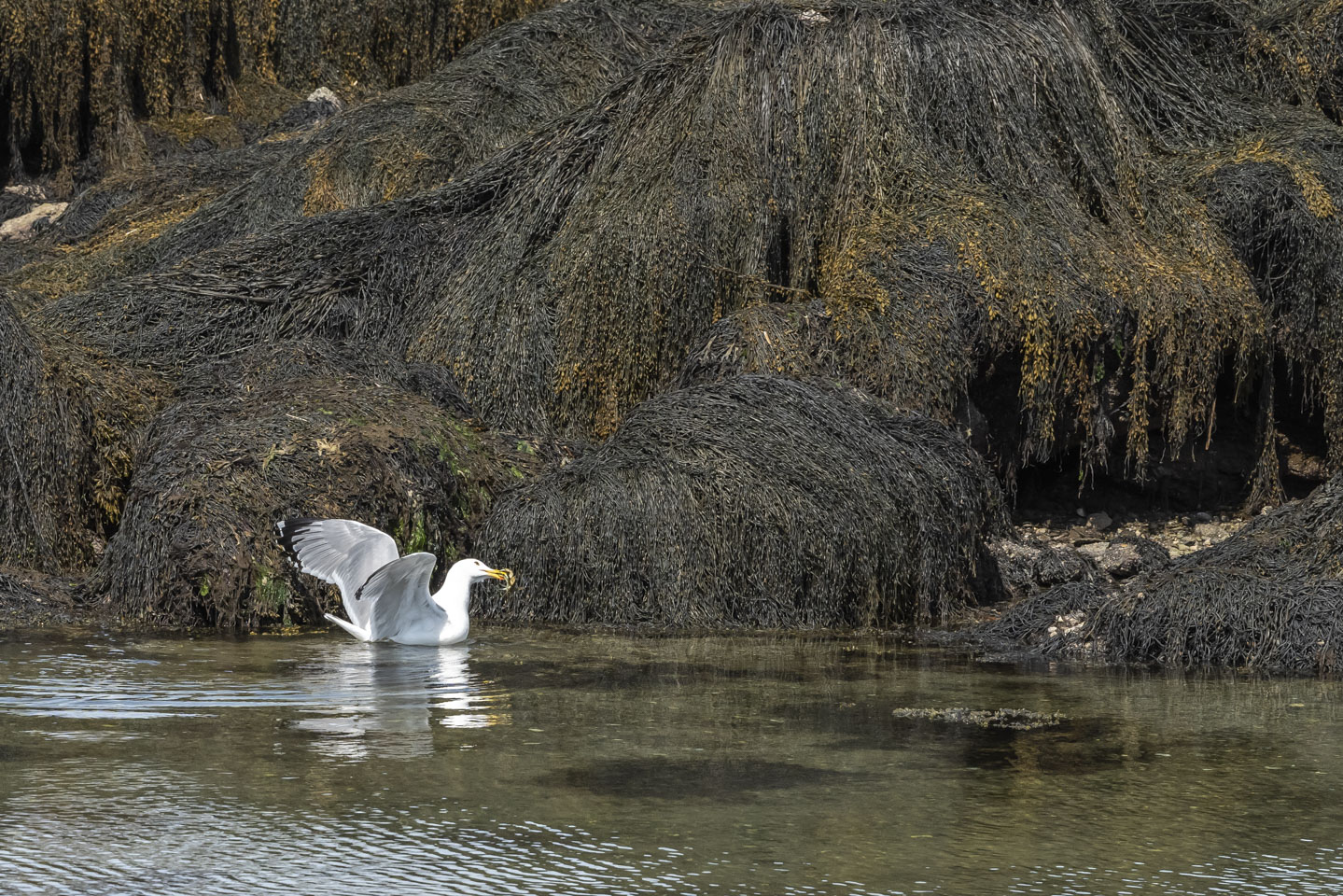 Herring gull toying with a crab