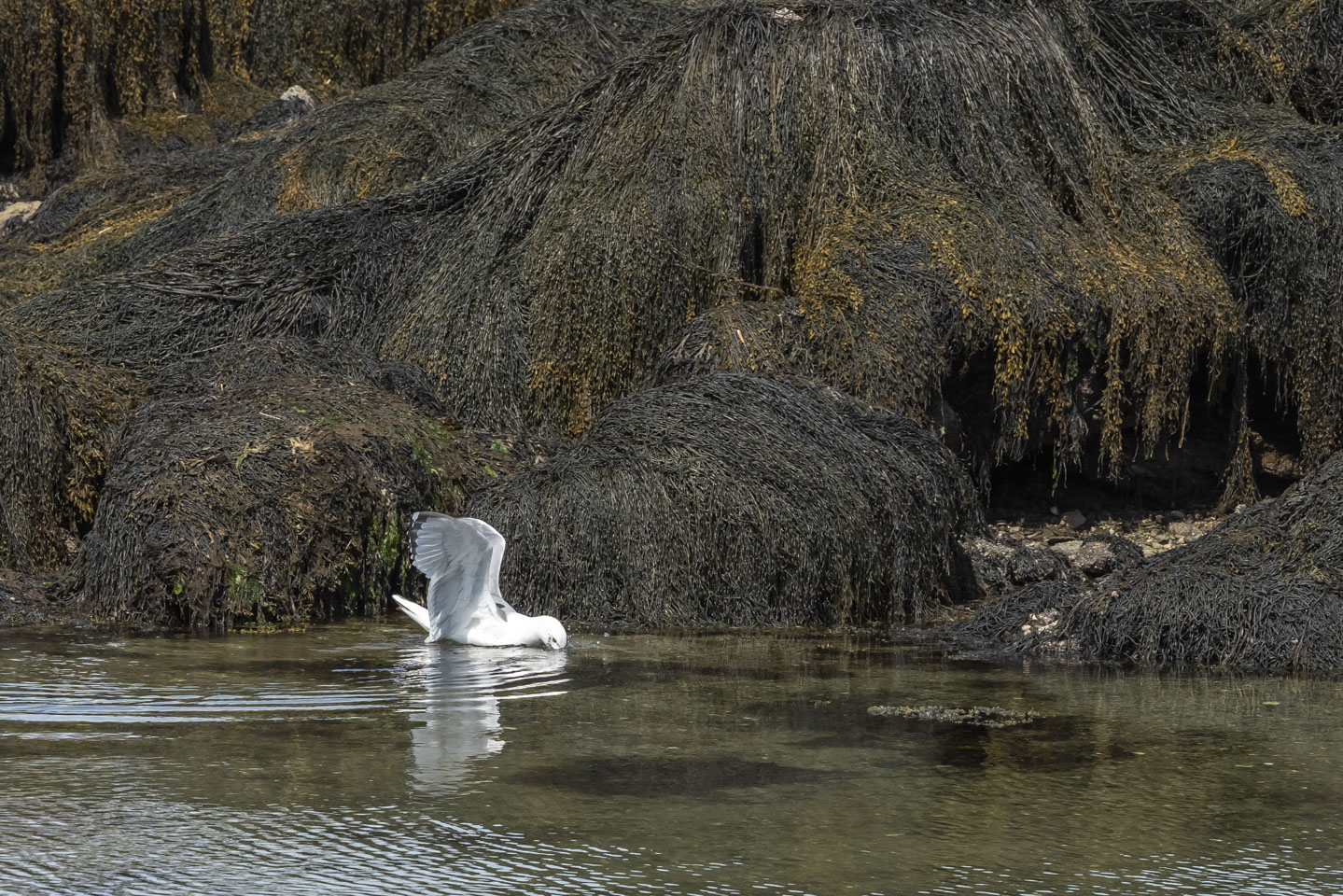 Herring gull toying with a crab