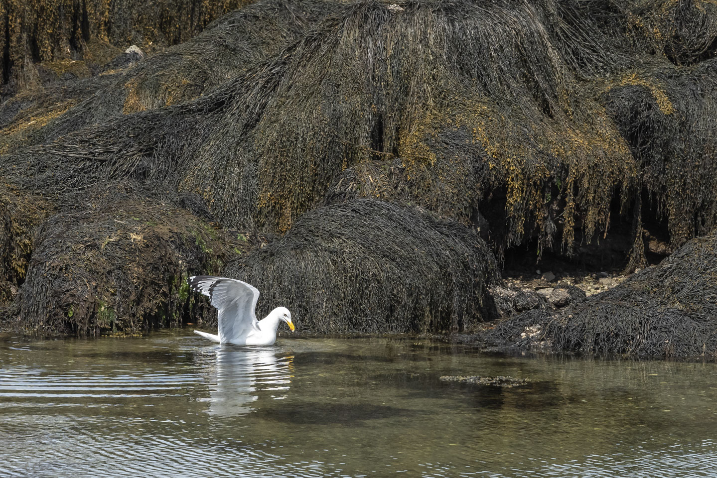 Herring gull toying with a crab