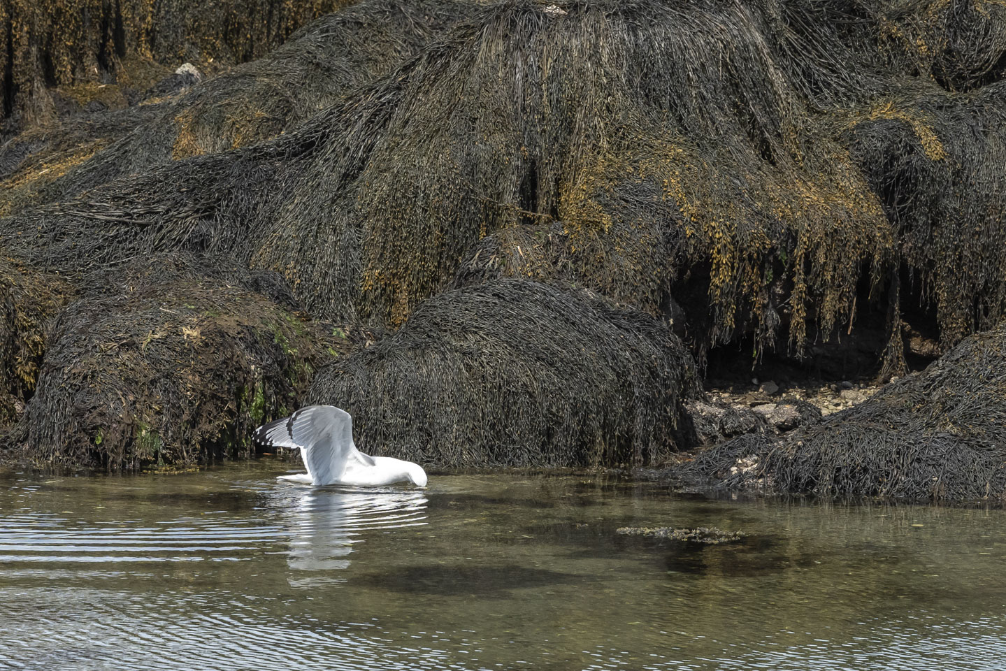 Herring gull toying with a crab