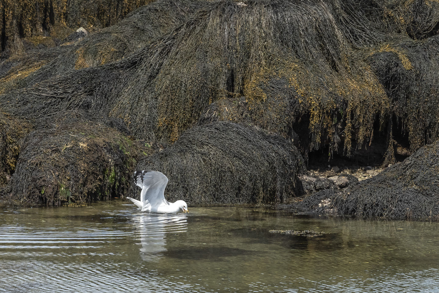 Herring gull toying with a crab