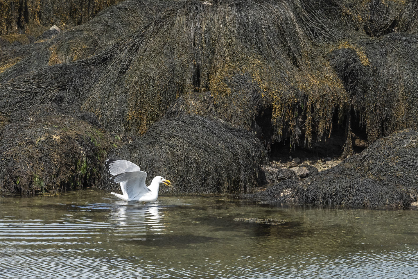 Herring gull toying with a crab