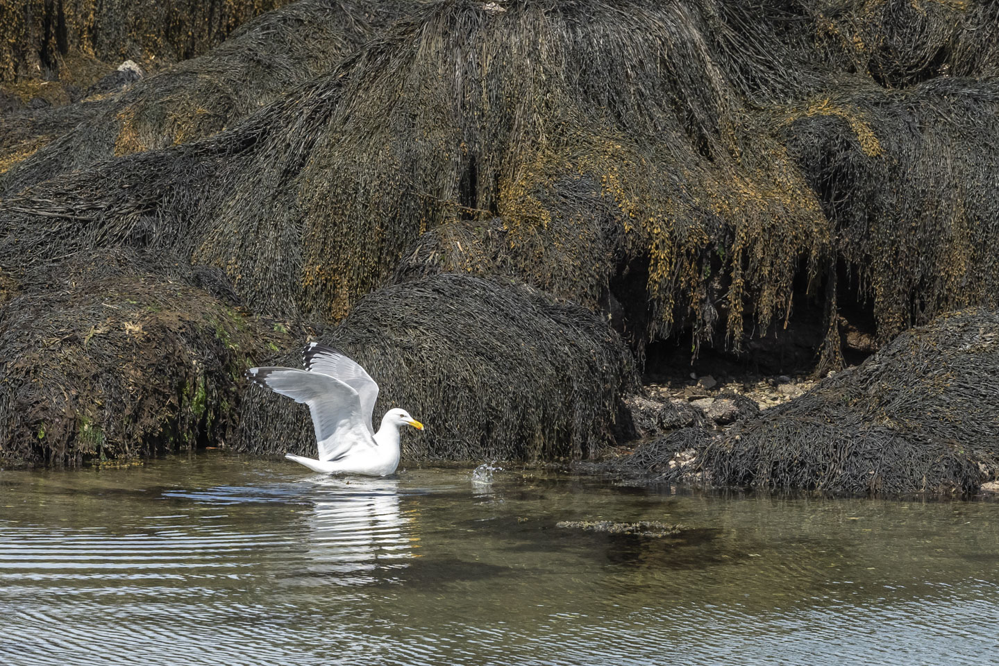 Herring gull toying with a crab
