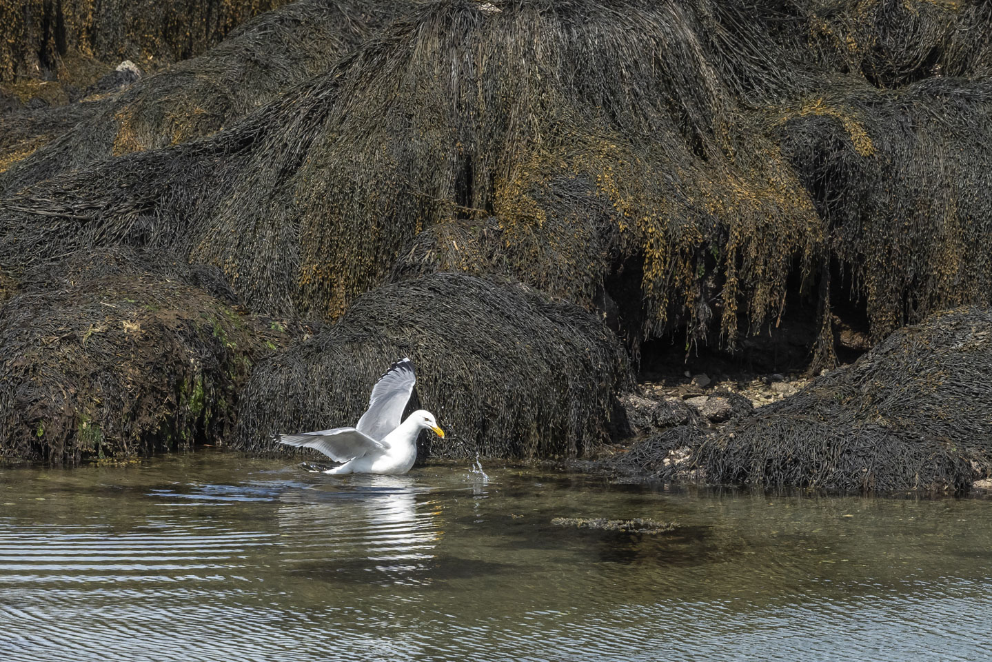 Herring gull toying with a crab