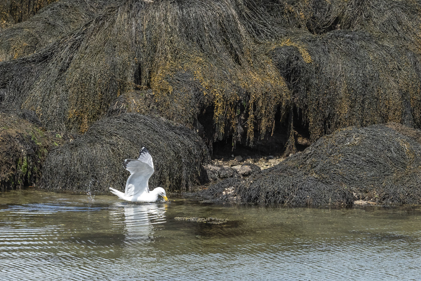 Herring gull toying with a crab
