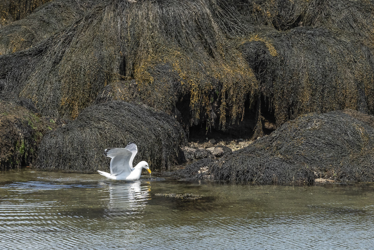 Herring gull toying with a crab