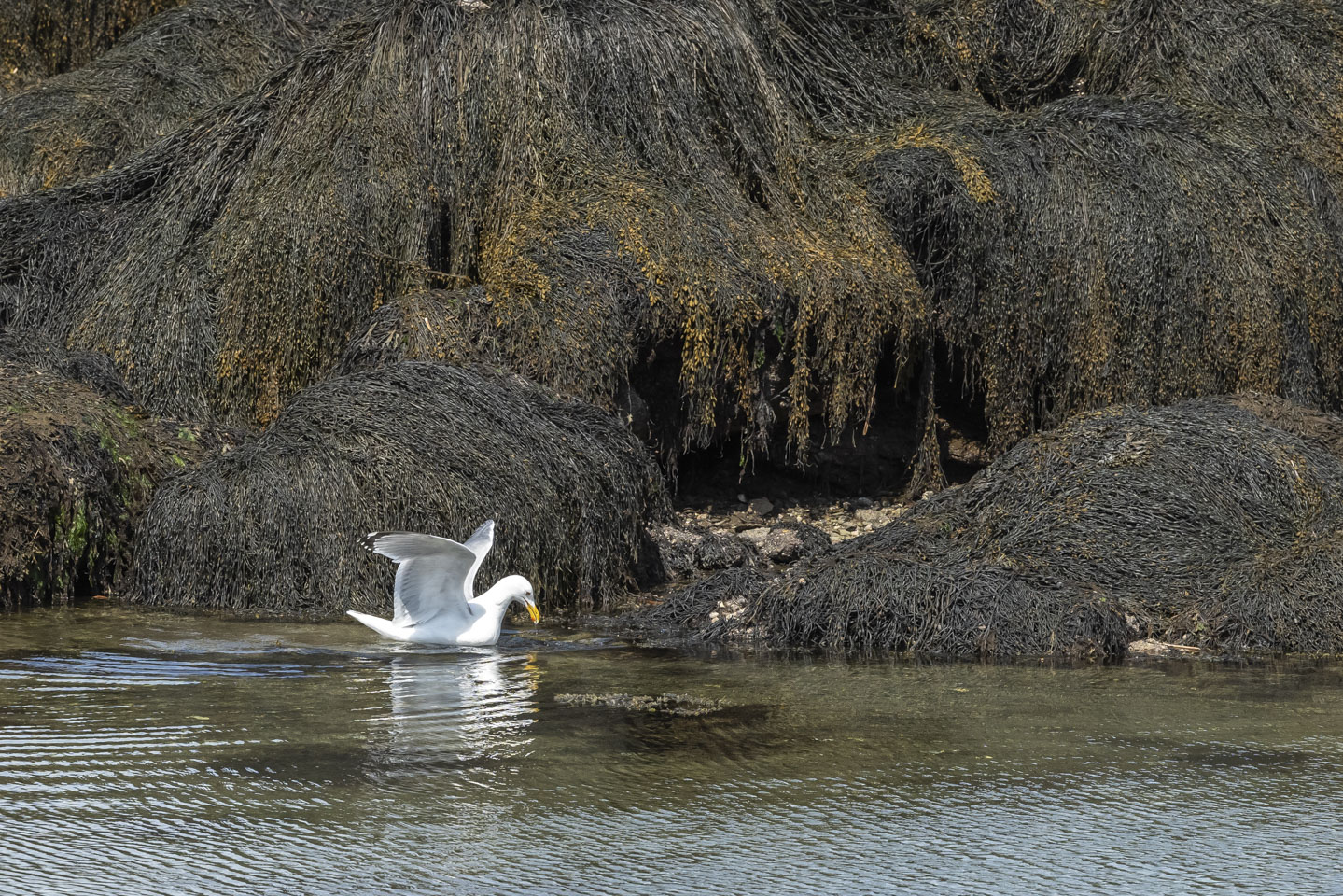 Herring gull toying with a crab