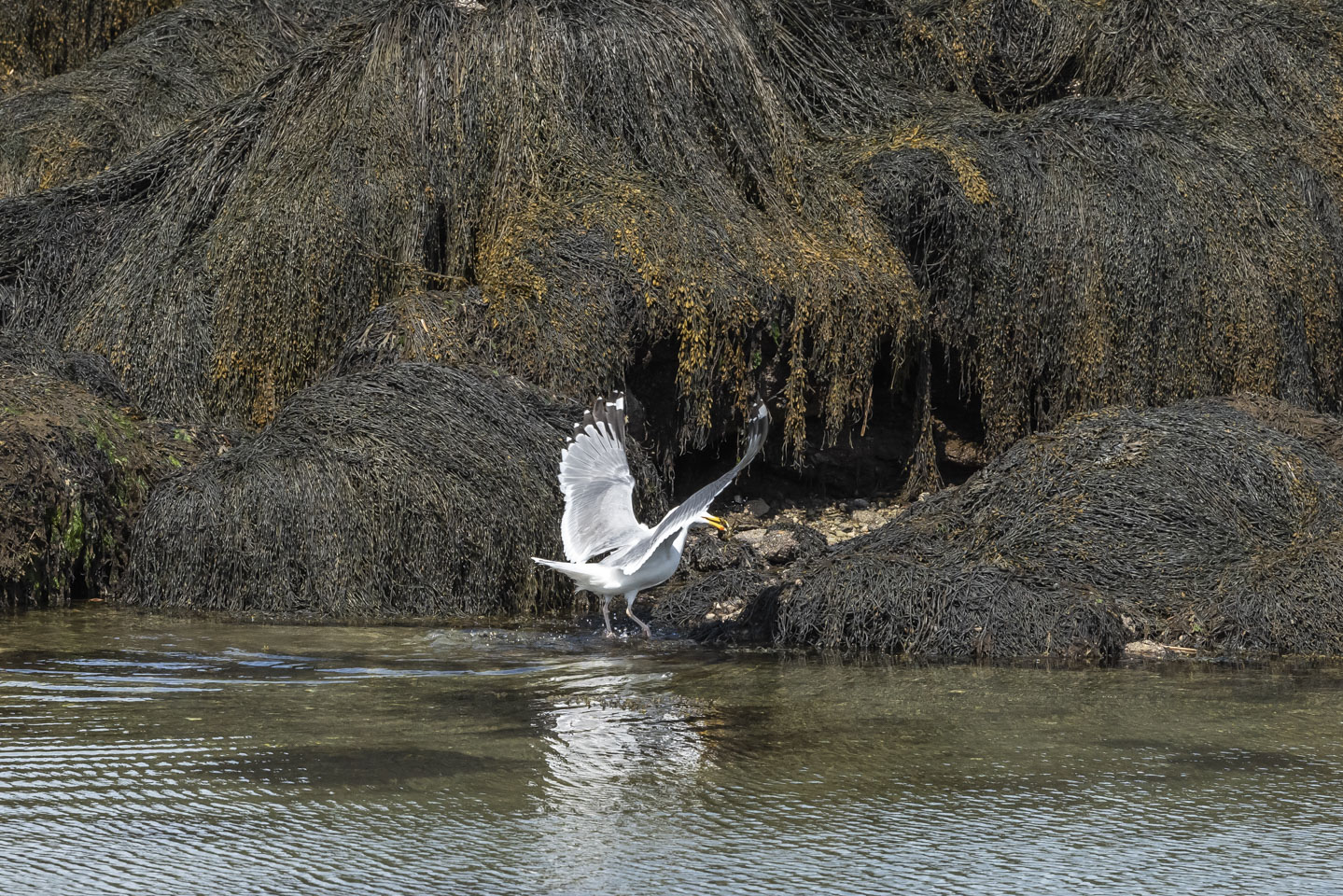 Herring gull toying with a crab