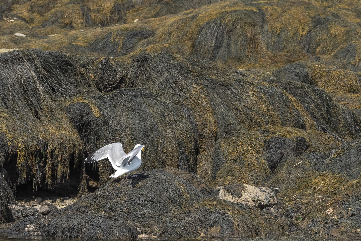 Herring gull toying with a crab
