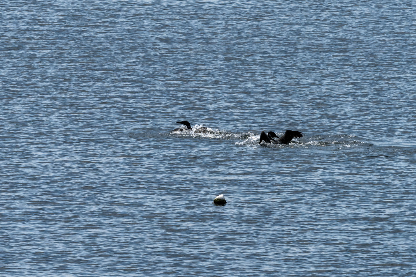 Two loons in the water, Newagan